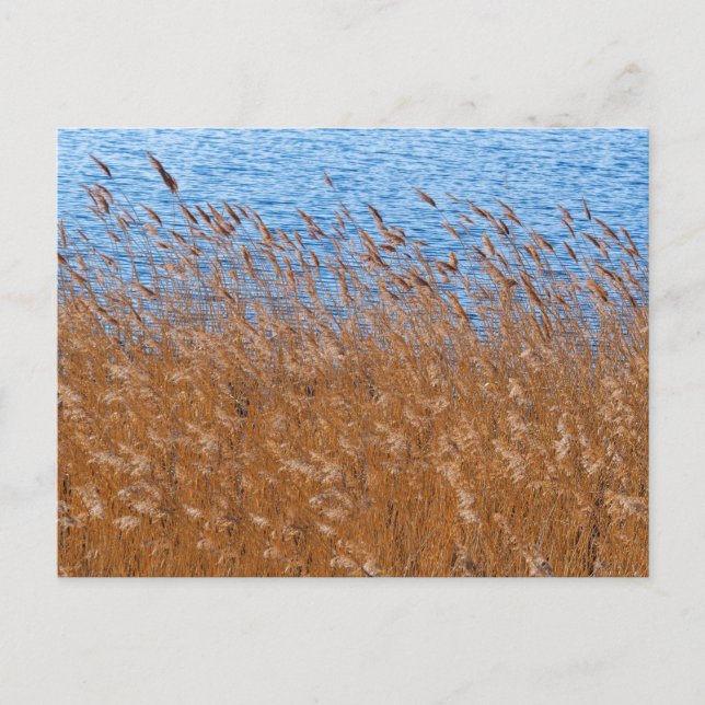 Postal de Reeds (Anverso)