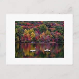 Postal de reflexión de Swan
