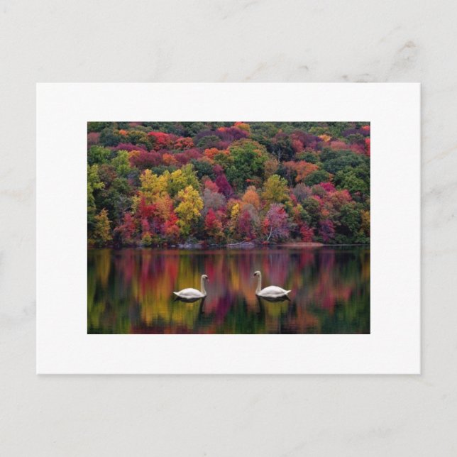 Postal de reflexión de Swan (Anverso)