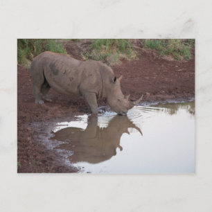 Postal de reflexión rinoceronte