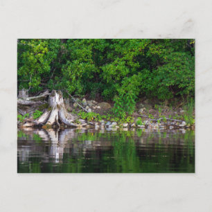 Postal de reflexiones verdes