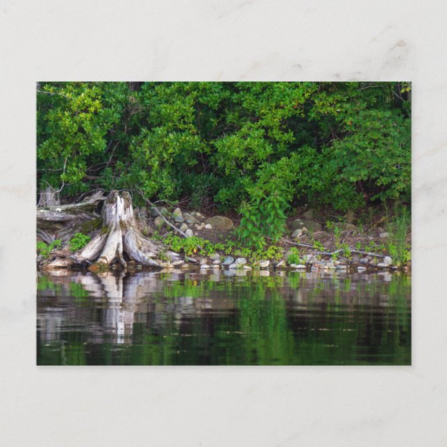 Postal de reflexiones verdes (Anverso)