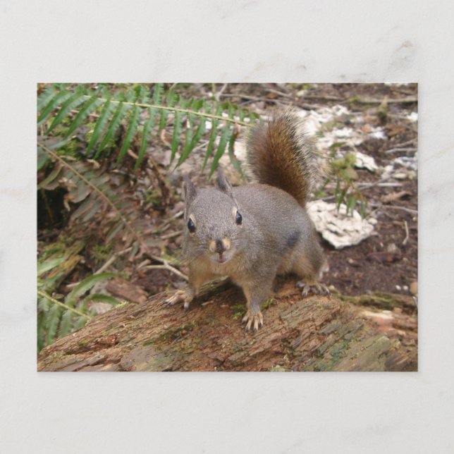 Postal de registro confusa joven (Anverso)