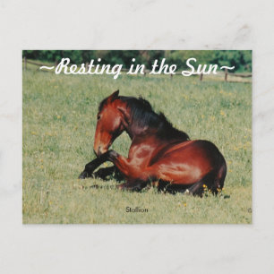 Postal de reposo de Stallion