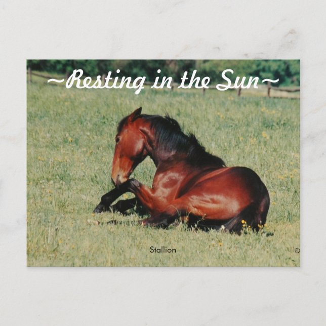 Postal de reposo de Stallion (Anverso)