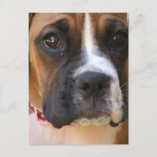 Postal de rescate de Boxer