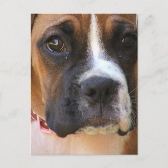 Postal de rescate de Boxer (Anverso)