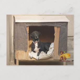 postal de rescate de Nowzad