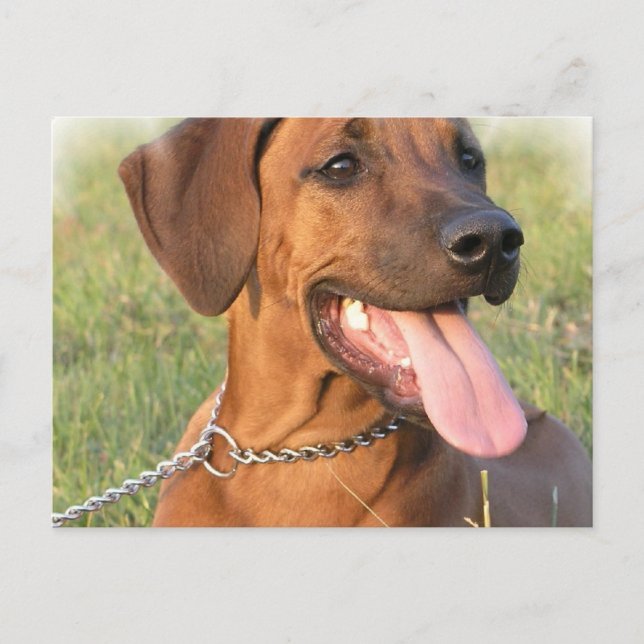 Postal de rescate de Ridgeback Rodesia (Anverso)
