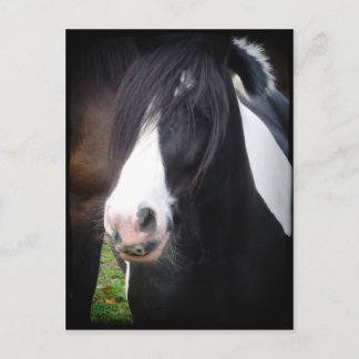Postal de retrato de caballo blanco y negro