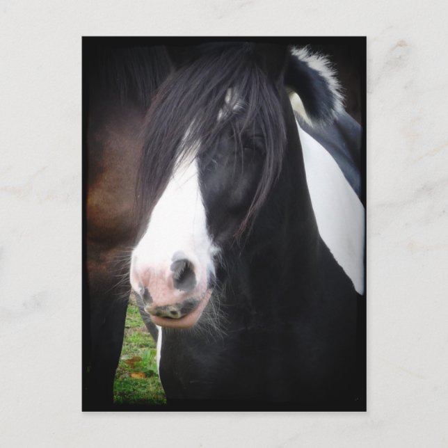 Postal de retrato de caballo blanco y negro (Anverso)