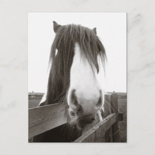 Postal de retrato de caballo de Sepia