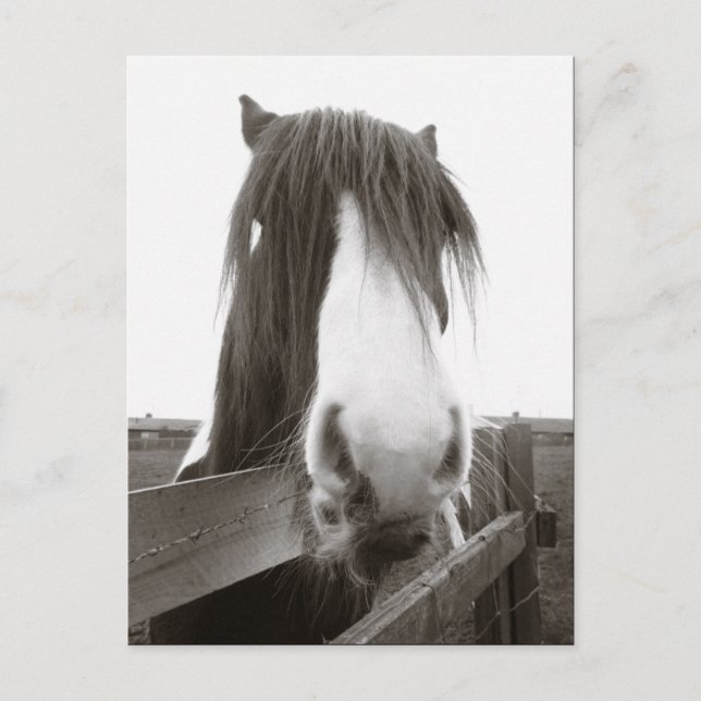 Postal de retrato de caballo de Sepia (Anverso)
