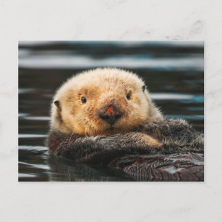 Postal de retrato de orejeta de mar salvaje