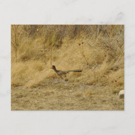 Postal de Roadrunner