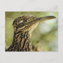 Postal de Roadrunner