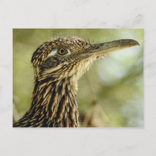 Postal de Roadrunner
