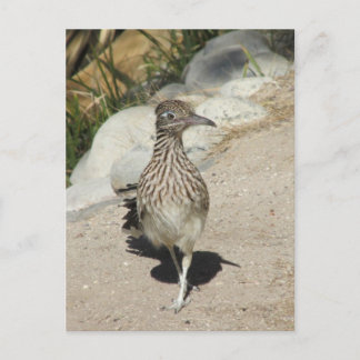 Postal de Roadrunner