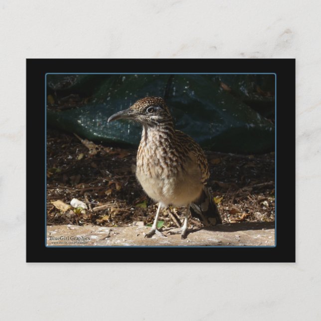 Postal de Roadrunner para mujeres (Anverso)