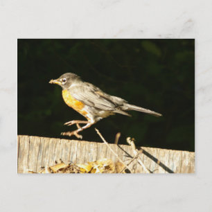 postal de Robin