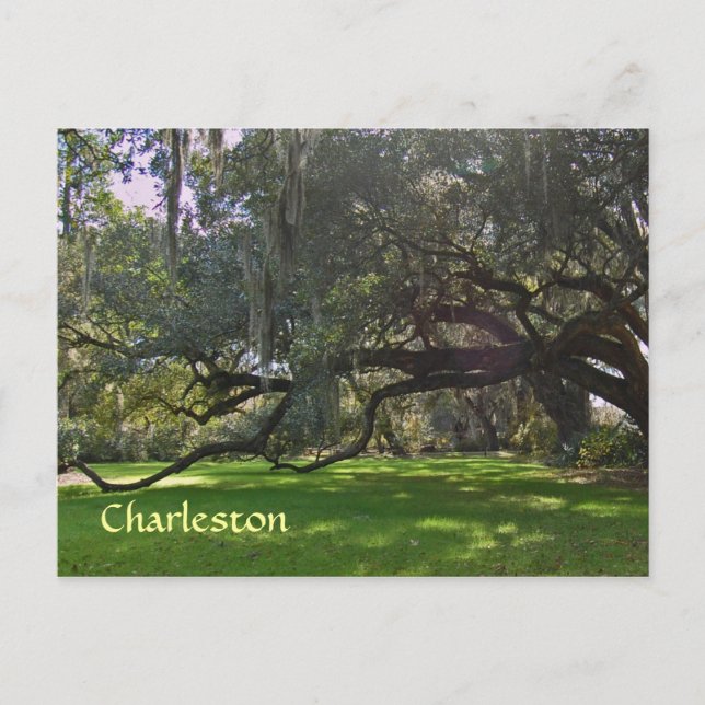 Postal de robles de la plantación Charleston (Anverso)