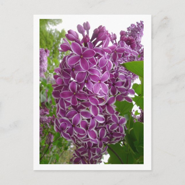Postal de Rochester Lilacs (Anverso)