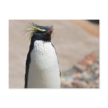 postal de Rockhopper Penguin