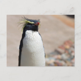postal de Rockhopper Penguin