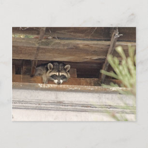 Postal de Roofie Raccoon