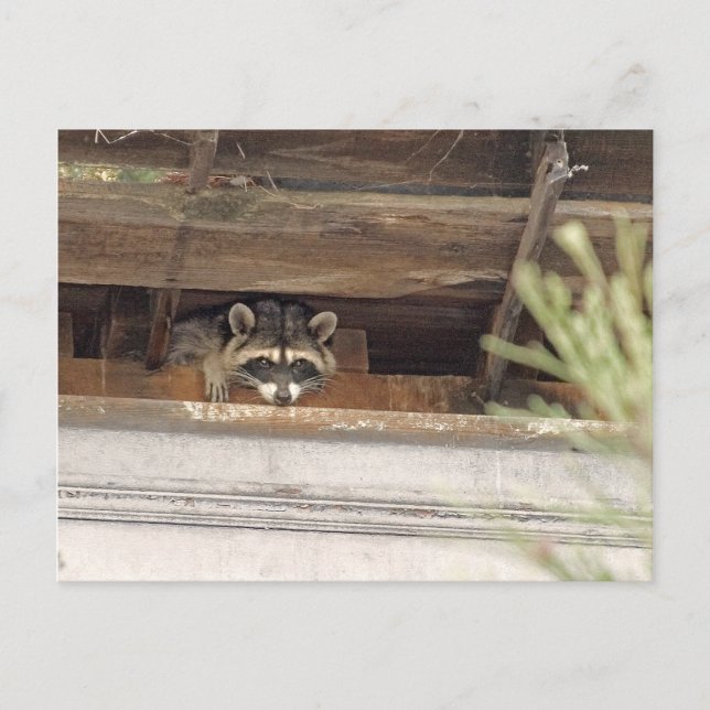 Postal de Roofie Raccoon (Anverso)