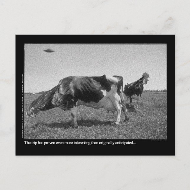 Postal de Roostercows (Anverso)