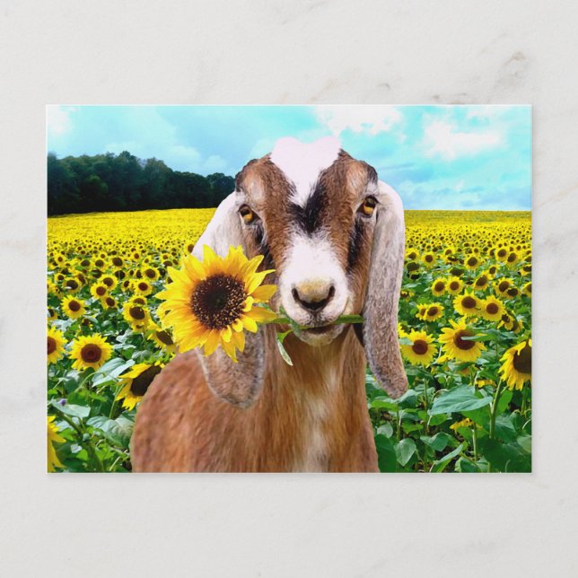 Postal de "Rory" (Anverso)