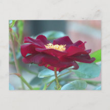 Postal de rosa de clúster negro