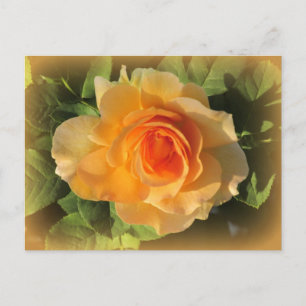 Postal de Rosa de Honey Perfume