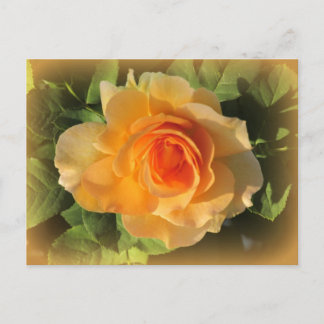 Postal de Rosa de Honey Perfume