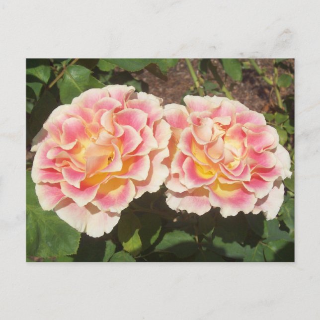 Postal de Rosas de paginación (Anverso)