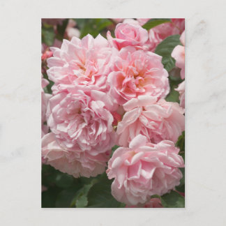 Postal de Rosas Felicia Rosa