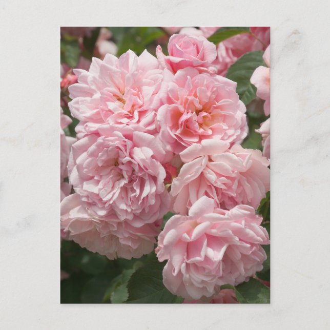 Postal de Rosas Felicia Rosa (Anverso)