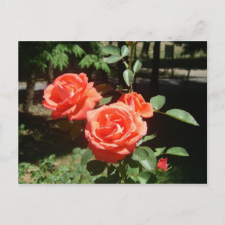 Postal de Roses Rojos