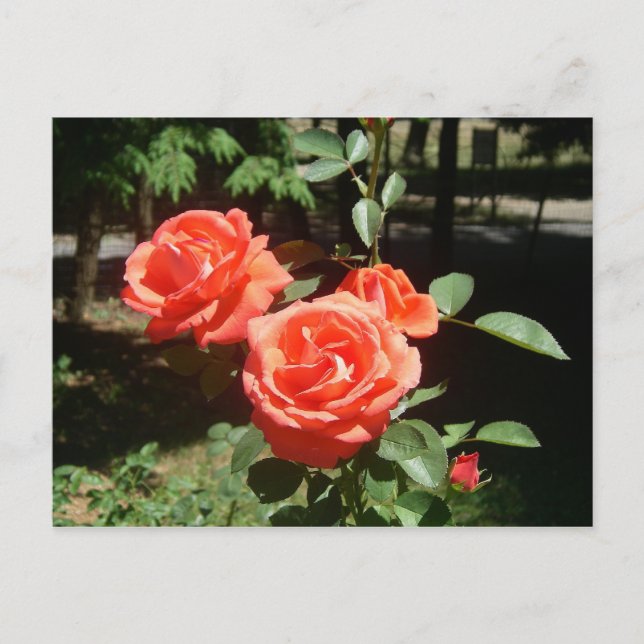 Postal de Roses Rojos (Anverso)