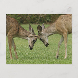 Postal de Ruteo de Buck