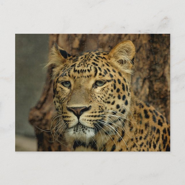 Postal de Safari Leopard (Anverso)