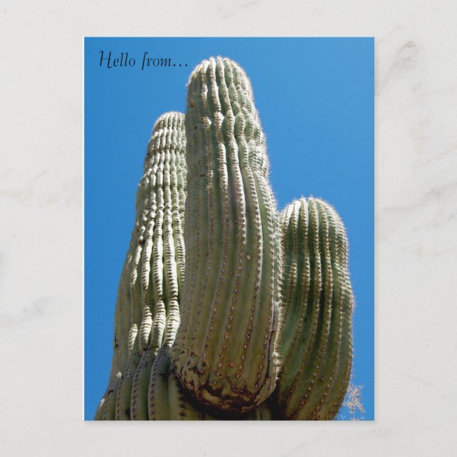 Postal de Saguaro (Anverso)