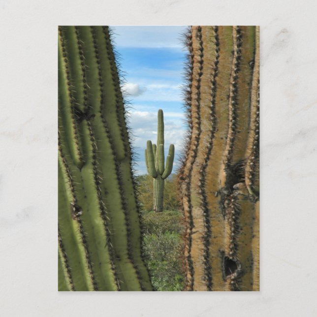 Postal de Saguaro Cactus (Anverso)