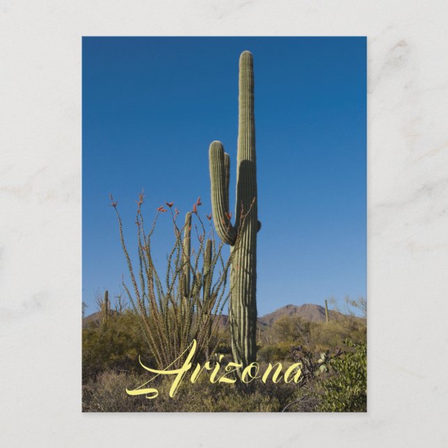 Postal de Saguaro Cactus (Anverso)