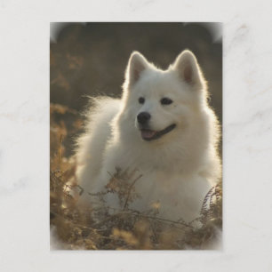 postal de Samoyed