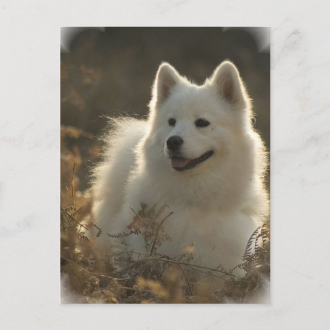 postal de Samoyed (Anverso)