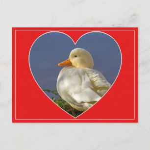 Postal de San Valentín del pato blanco pequeño