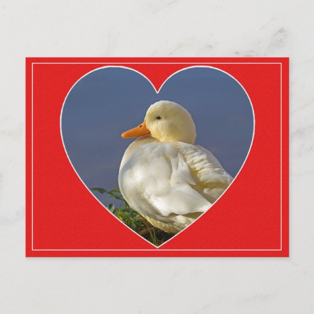 Postal de San Valentín del pato blanco pequeño (Anverso)