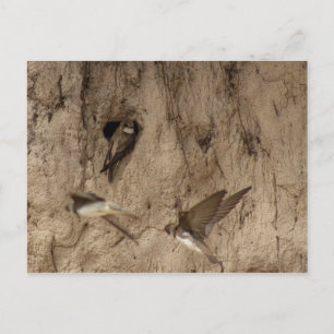 Postal de Sand Martin